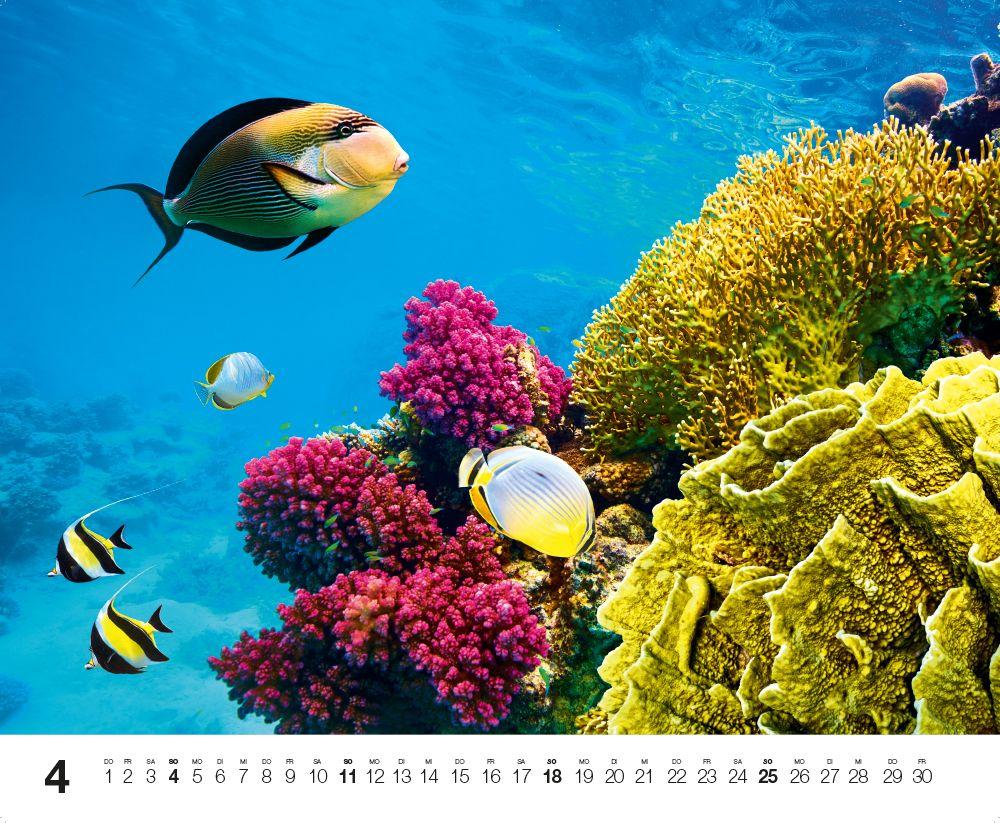 Beispielinhalt (Bild) Dive 2027