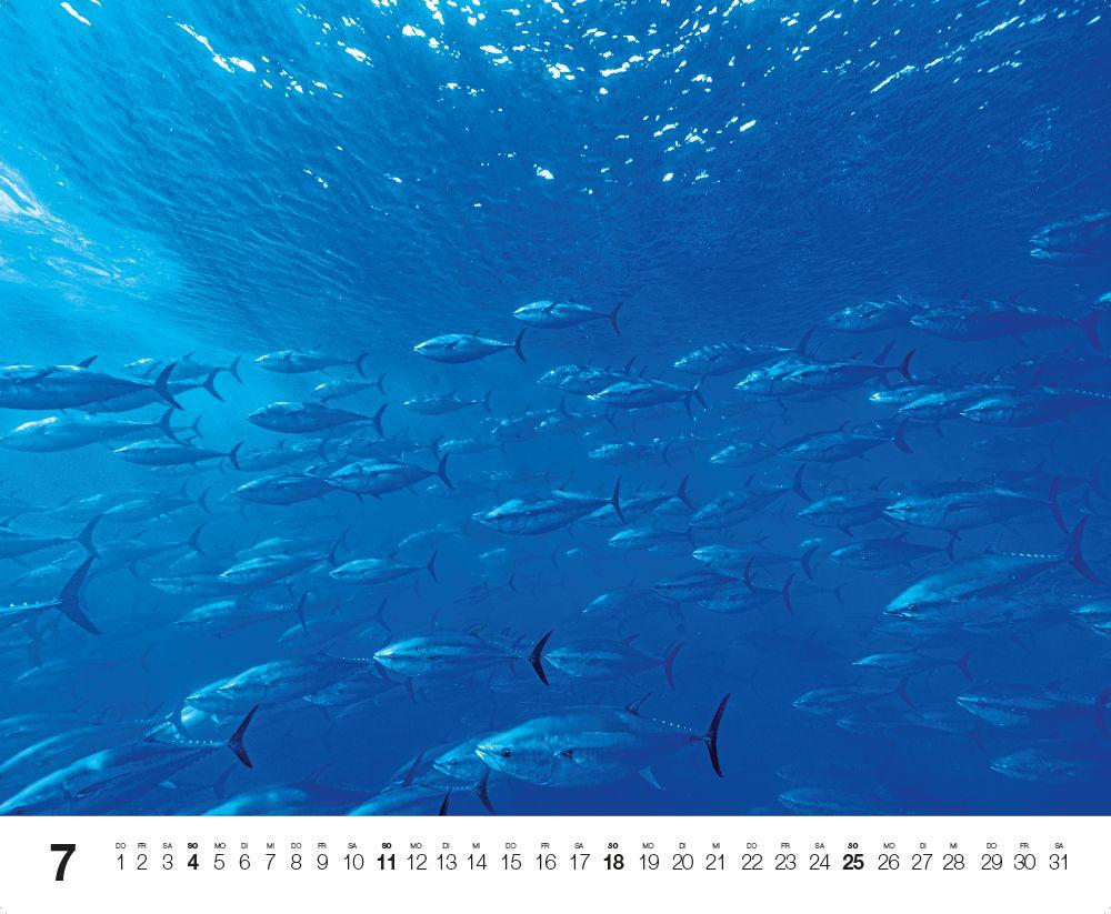 Beispielinhalt (Bild) Dive 2027