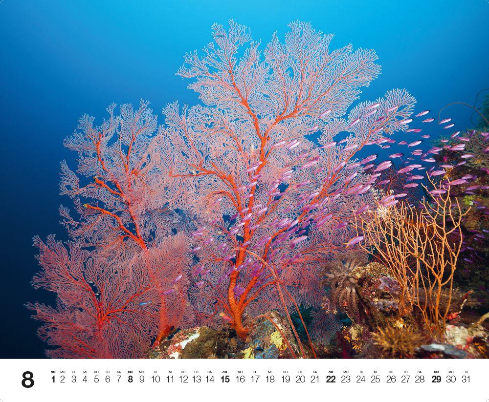 Beispielinhalt (Bild) Dive 2027