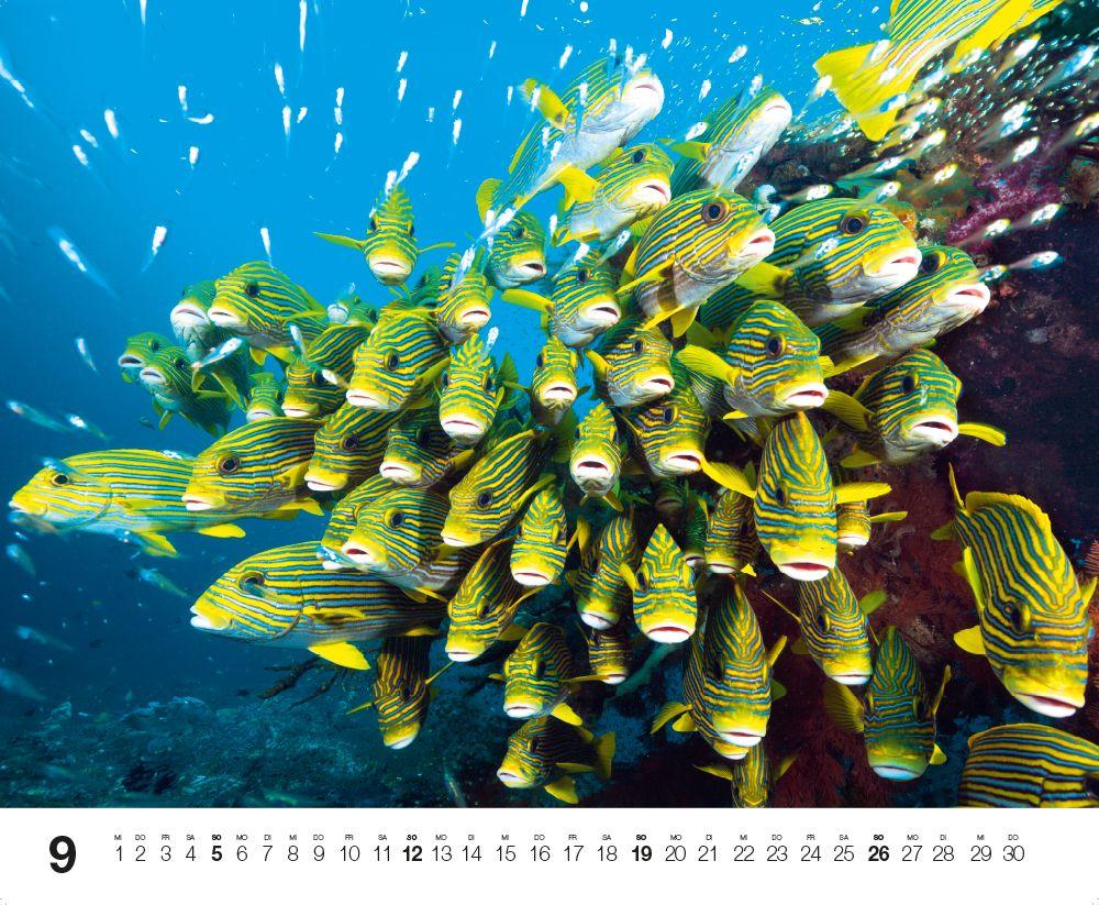 Beispielinhalt (Bild) Dive 2027