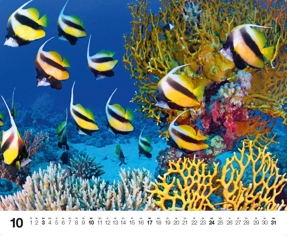 Beispielinhalt (Bild) Dive 2027