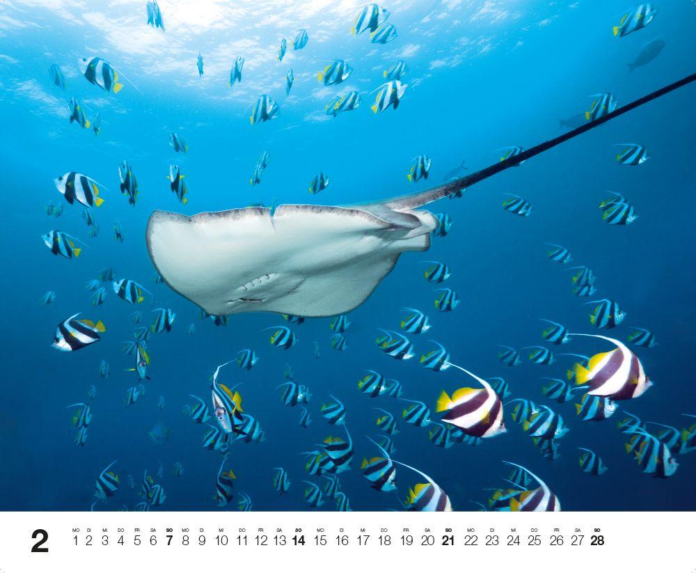 Beispielinhalt (Bild) Dive 2027