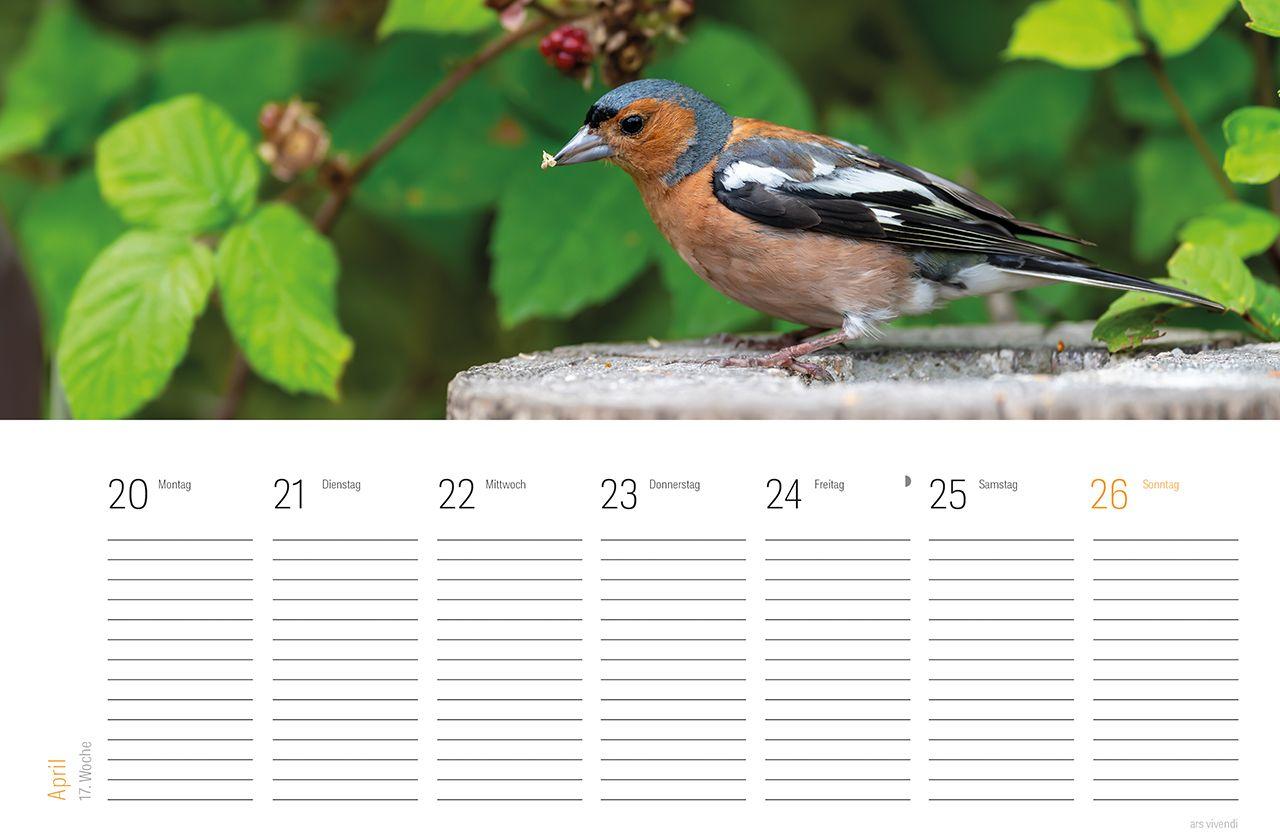 Beispielinhalt (Bild) Tischkalender Vogel 2027