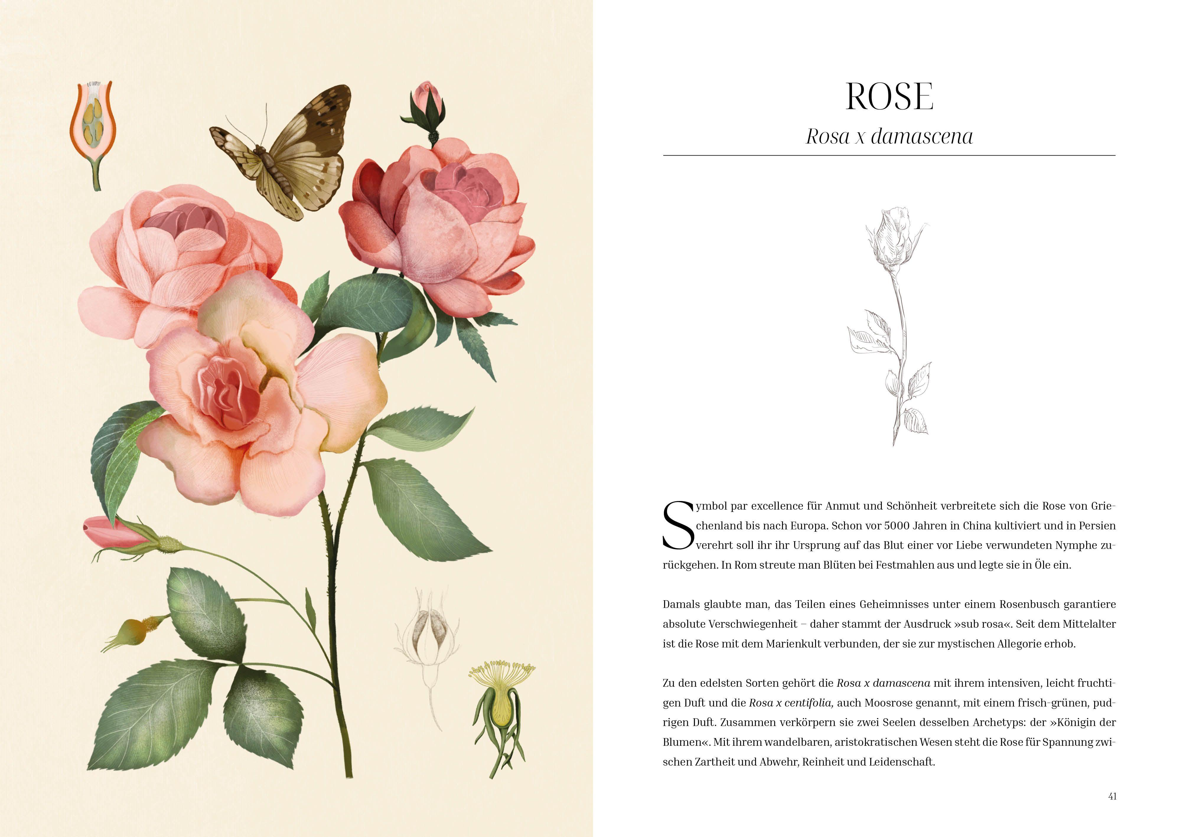 Beispielinhalt (Bild) Im Reich der Düfte