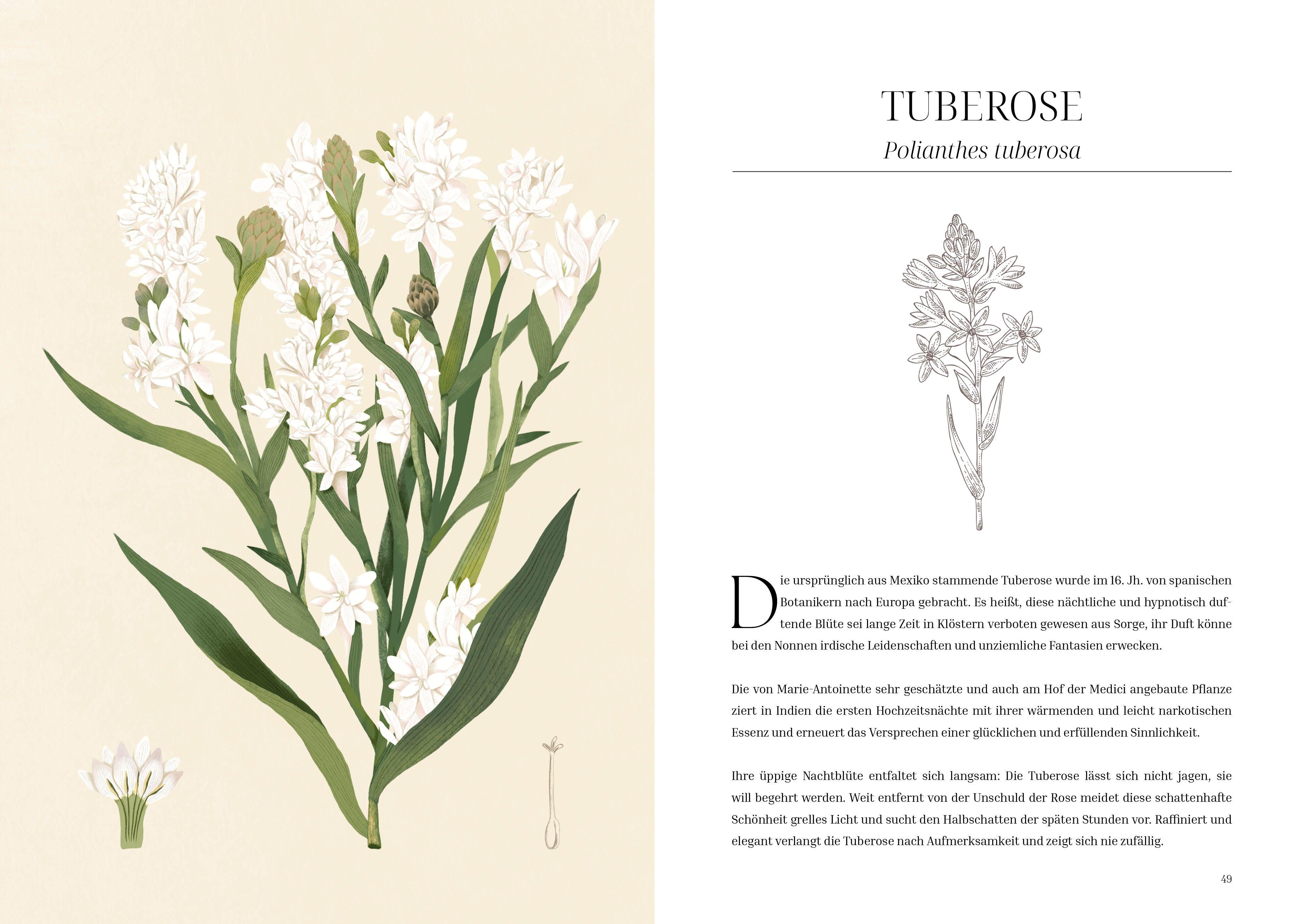 Beispielinhalt (Bild) Im Reich der Düfte