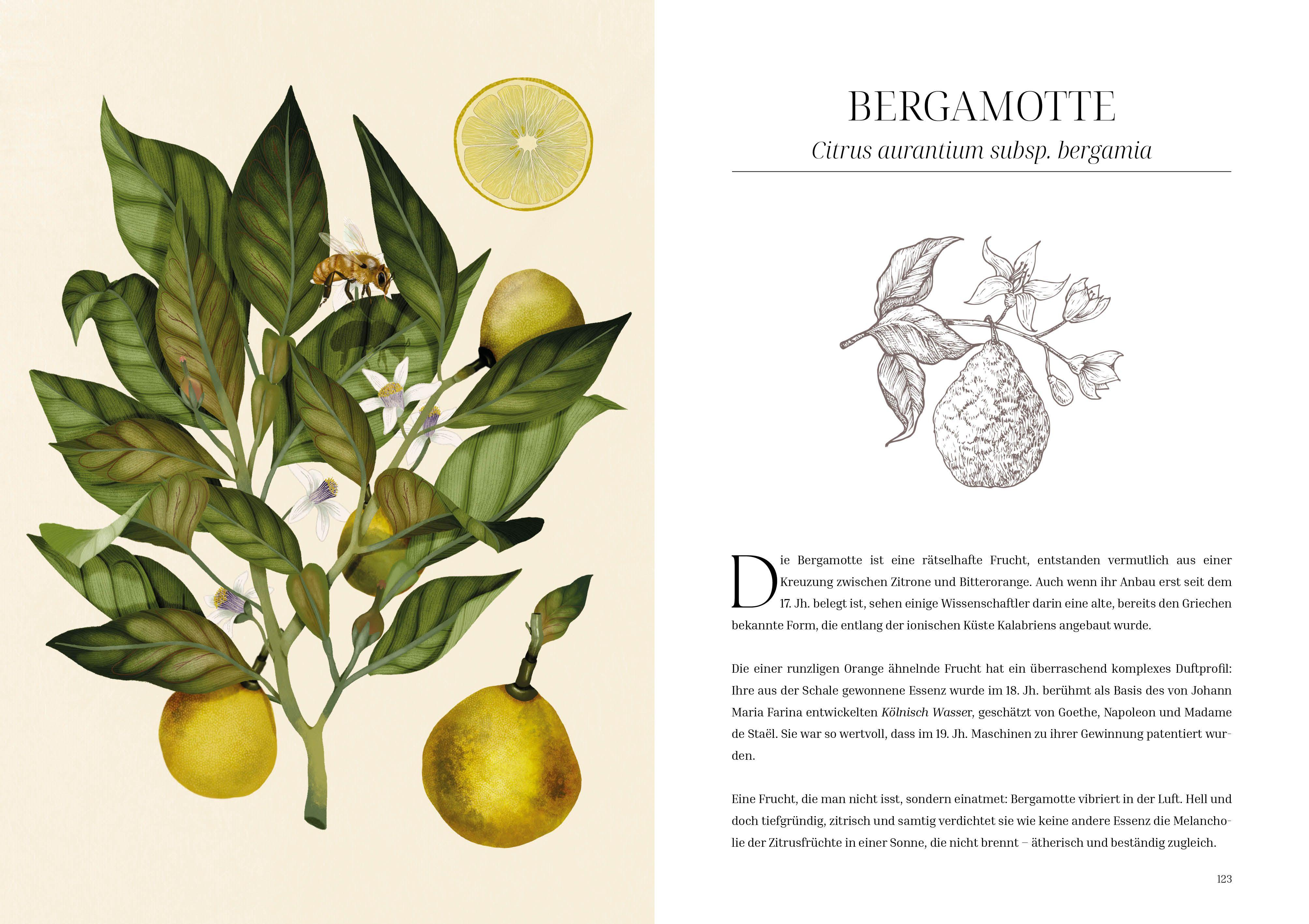 Beispielinhalt (Bild) Im Reich der Düfte