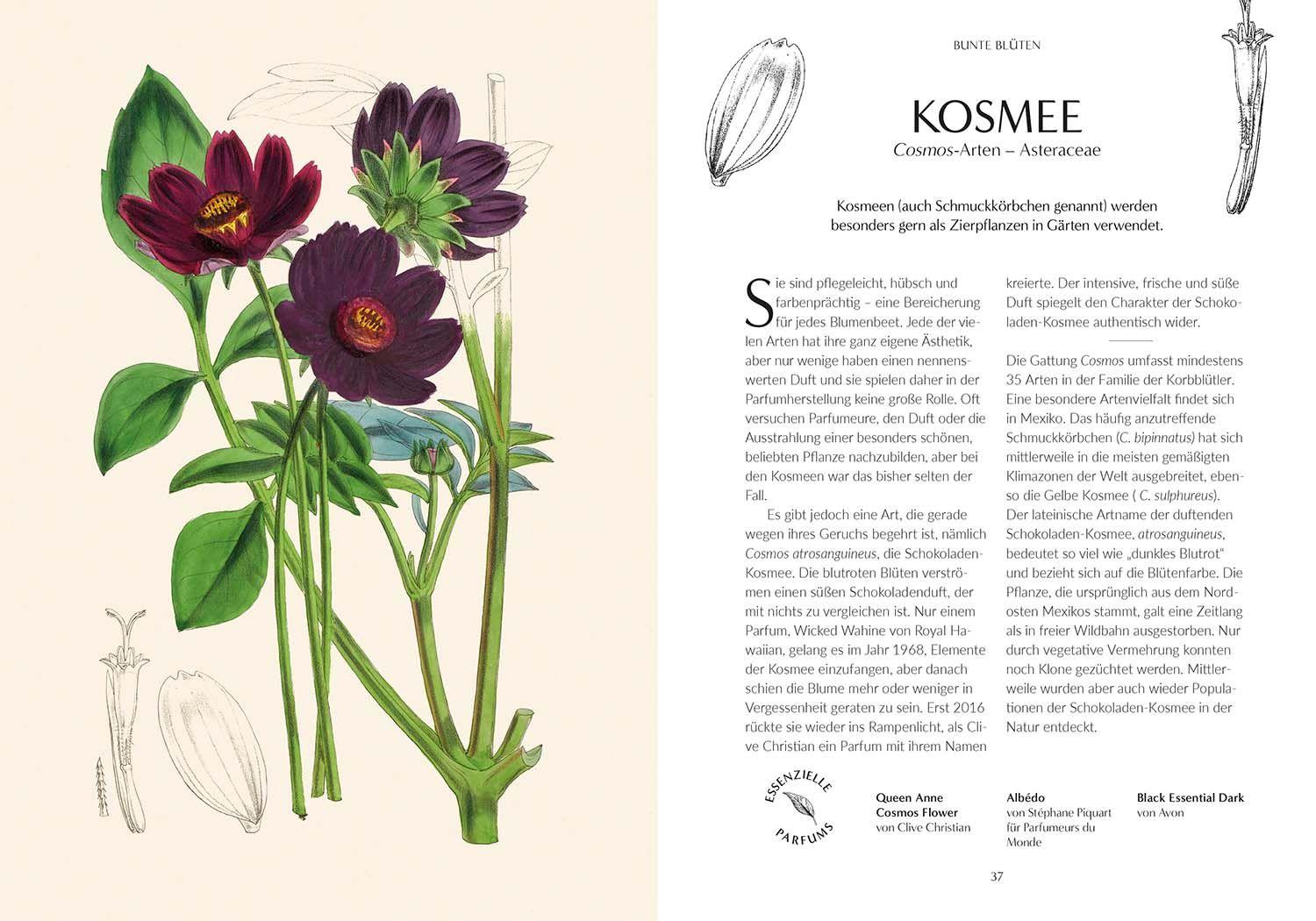 Beispielinhalt (Bild) Duft