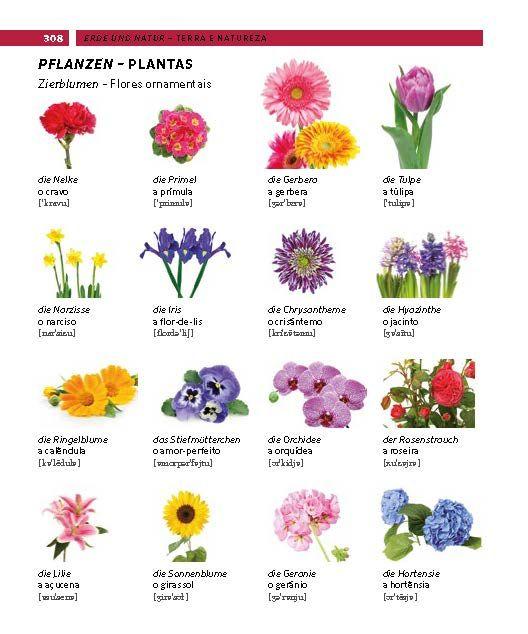 Beispielinhalt (Bild) PONS Bildwörterbuch Portugiesisch