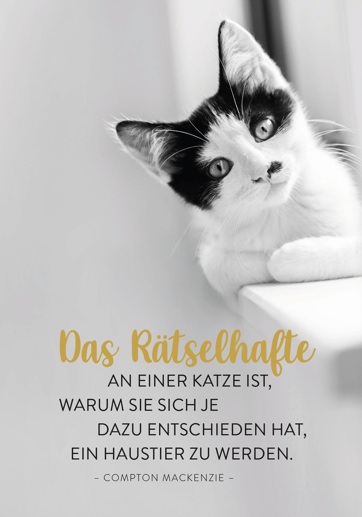 Beispielinhalt (Bild) Buchkalender 2027: Für Katzenfreunde