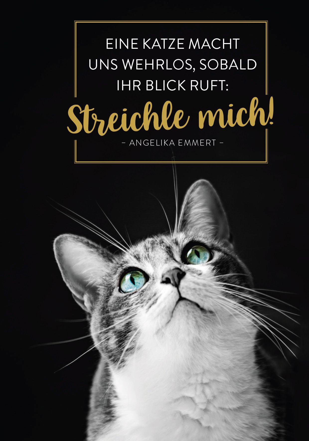 Beispielinhalt (Bild) Buchkalender 2027: Für Katzenfreunde