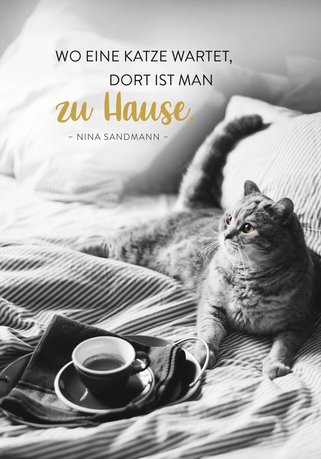 Beispielinhalt (Bild) Buchkalender 2027: Für Katzenfreunde