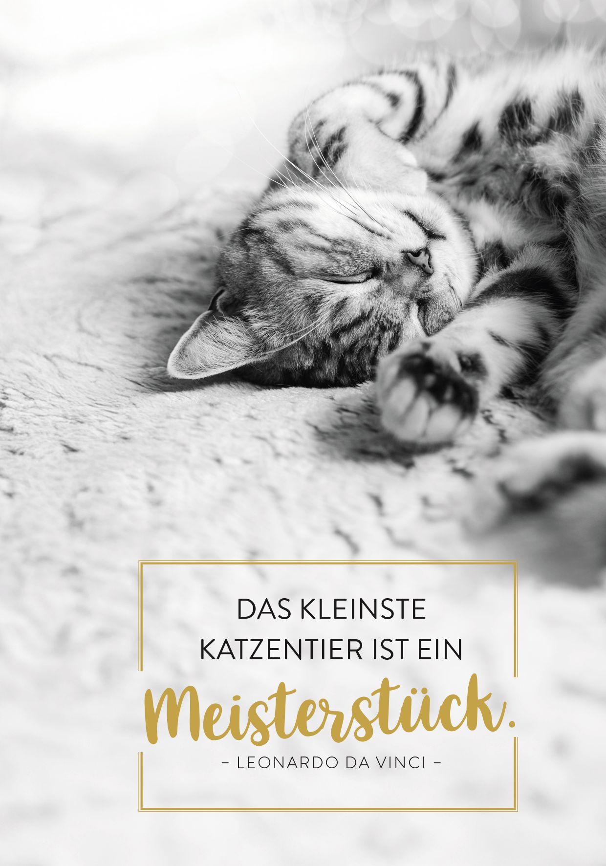 Beispielinhalt (Bild) Buchkalender 2027: Für Katzenfreunde