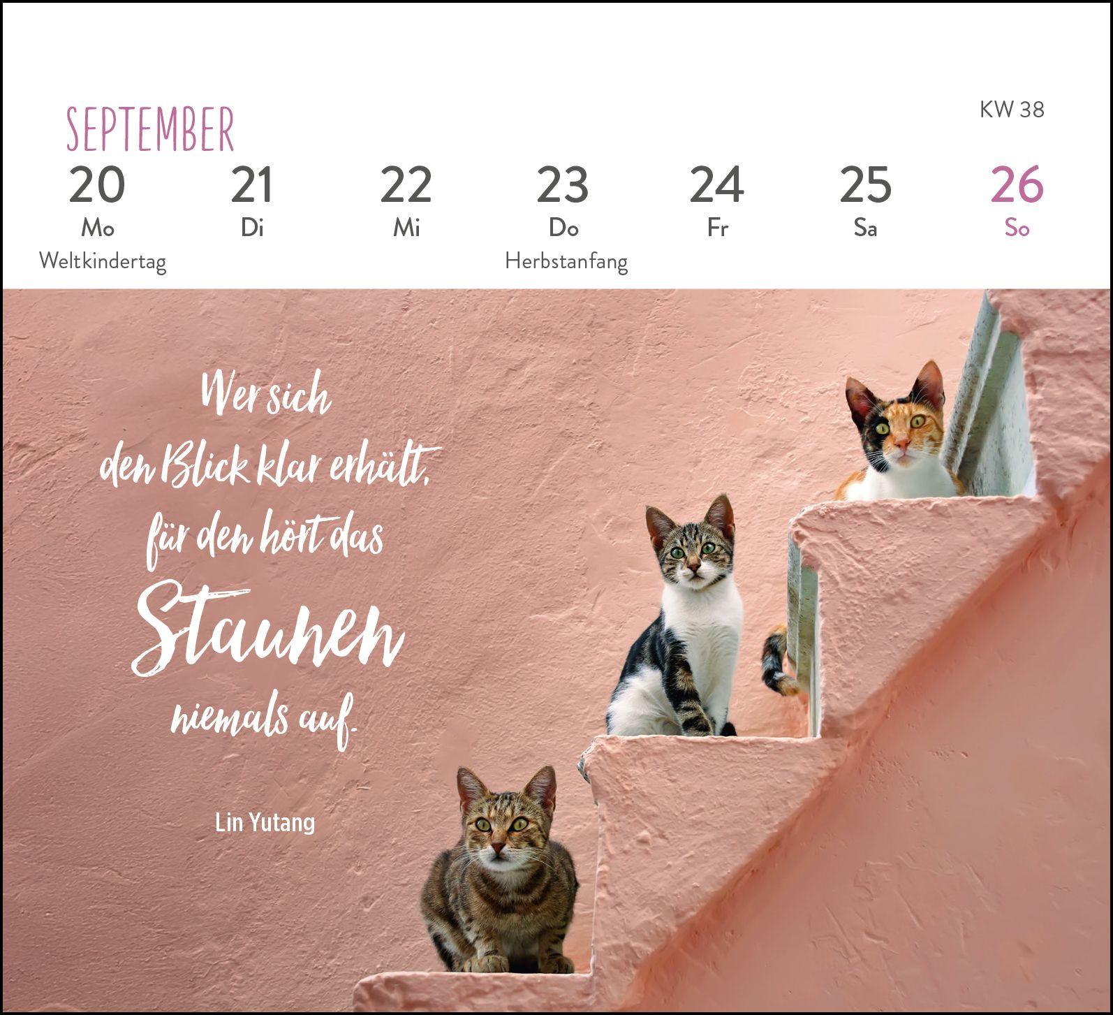 Beispielinhalt (Bild) Mini-Wochenkalender 2027: Für Katzenfreunde