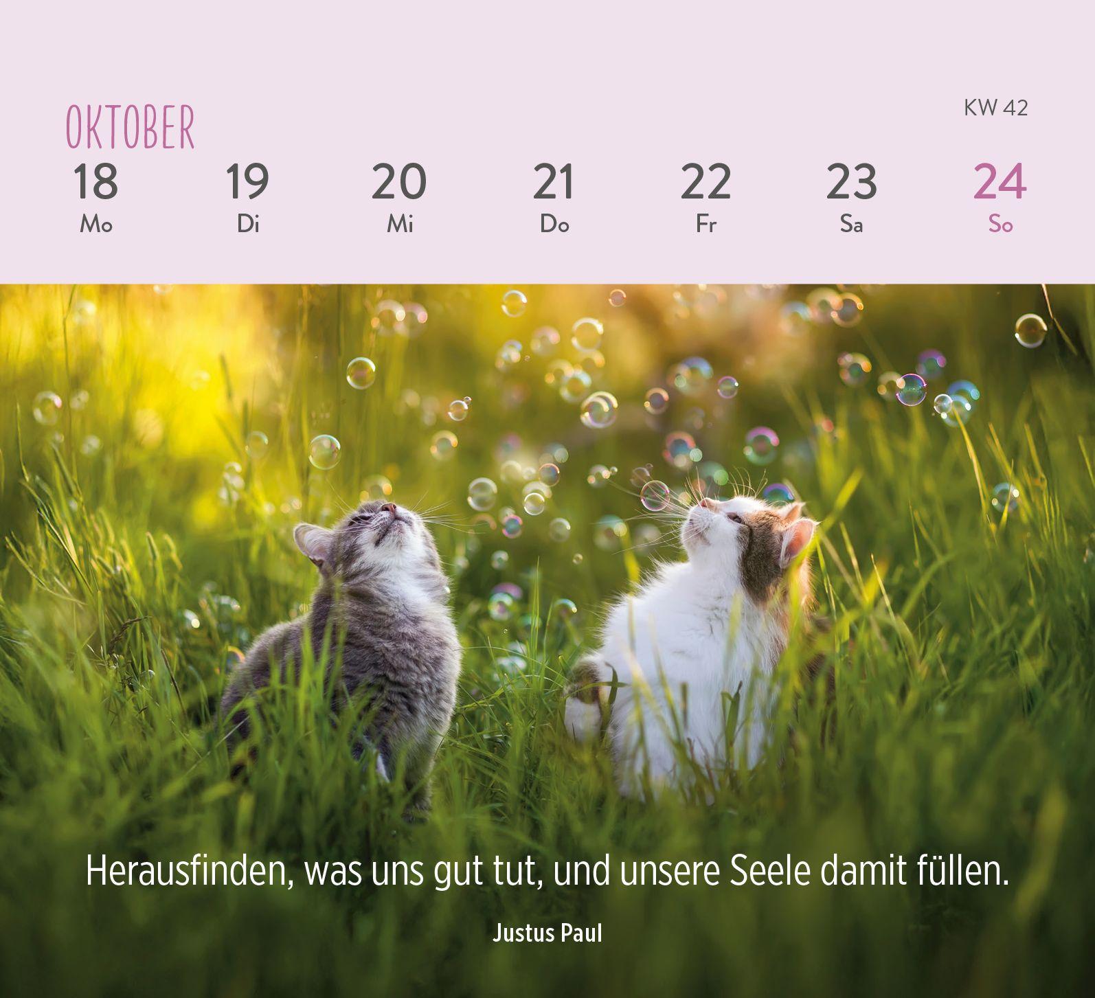 Beispielinhalt (Bild) Mini-Wochenkalender 2027: Für Katzenfreunde