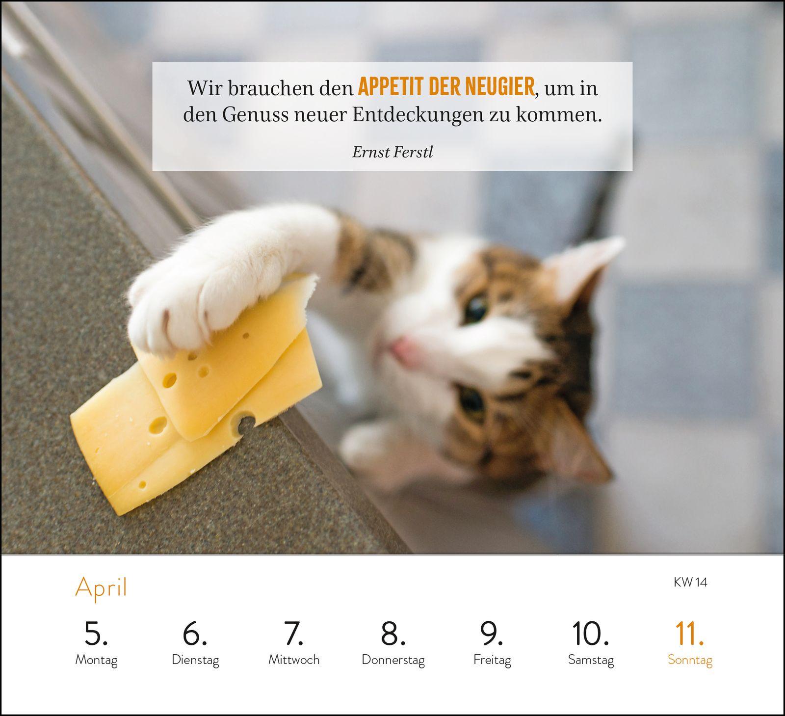 Beispielinhalt (Bild) Wochenkalender 2027: Kluge Katzen