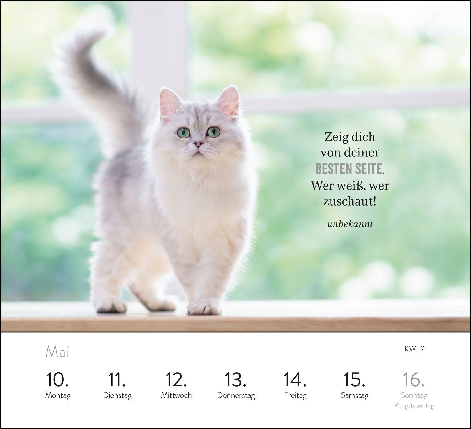 Beispielinhalt (Bild) Wochenkalender 2027: Kluge Katzen