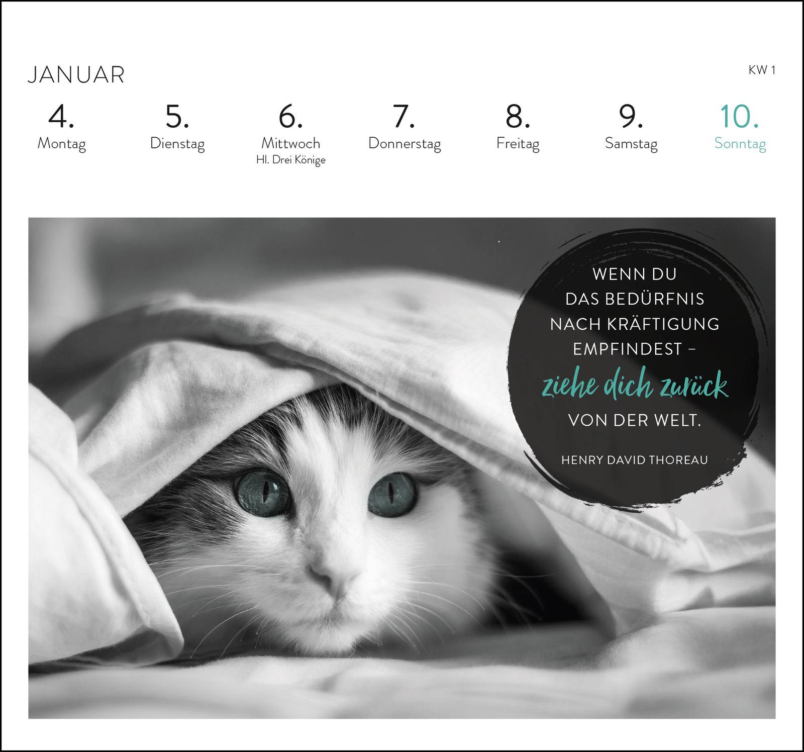 Beispielinhalt (Bild) Postkartenkalender 2027: Inspirierende Worte für Katzenfreunde