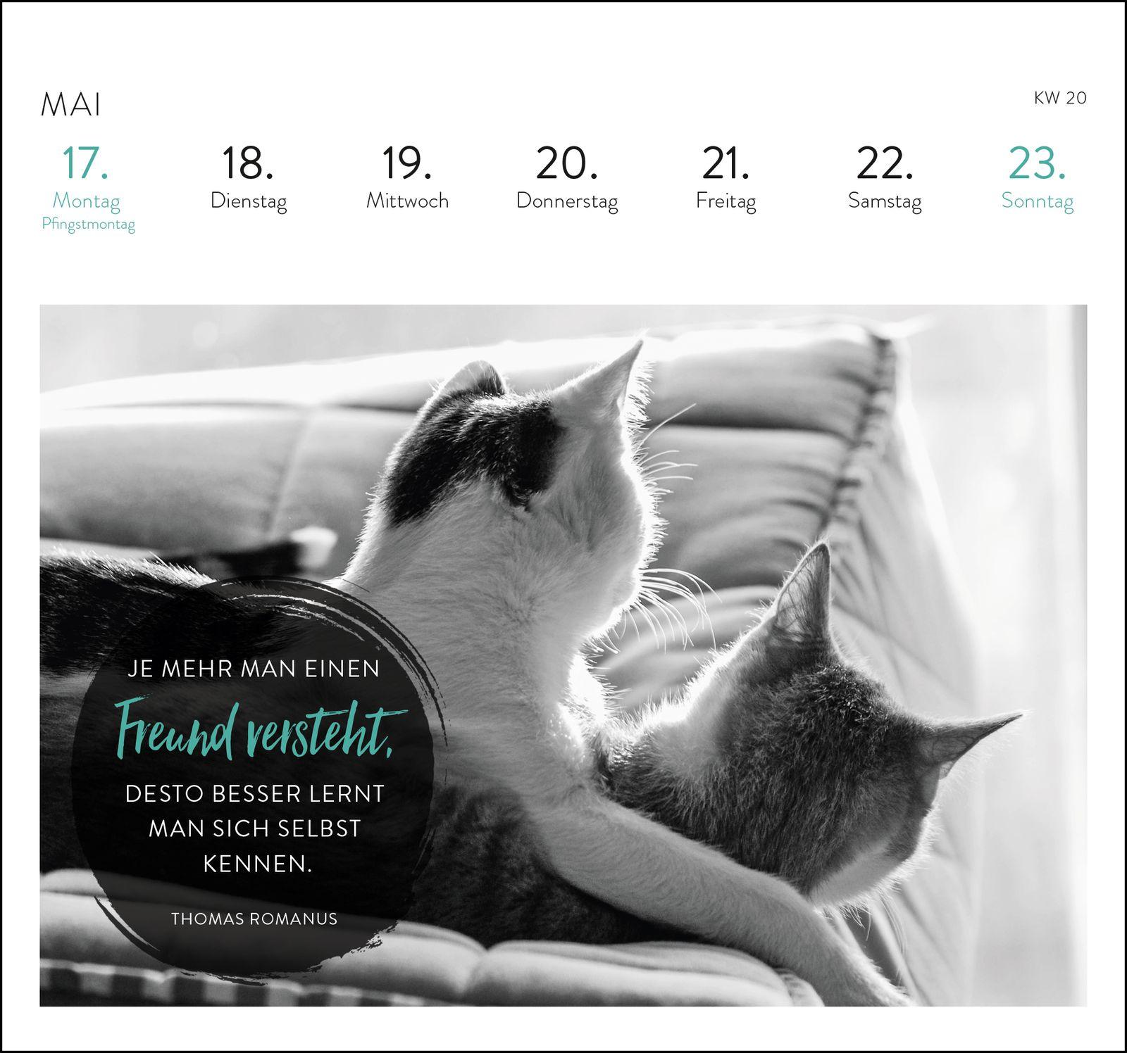 Beispielinhalt (Bild) Postkartenkalender 2027: Inspirierende Worte für Katzenfreunde