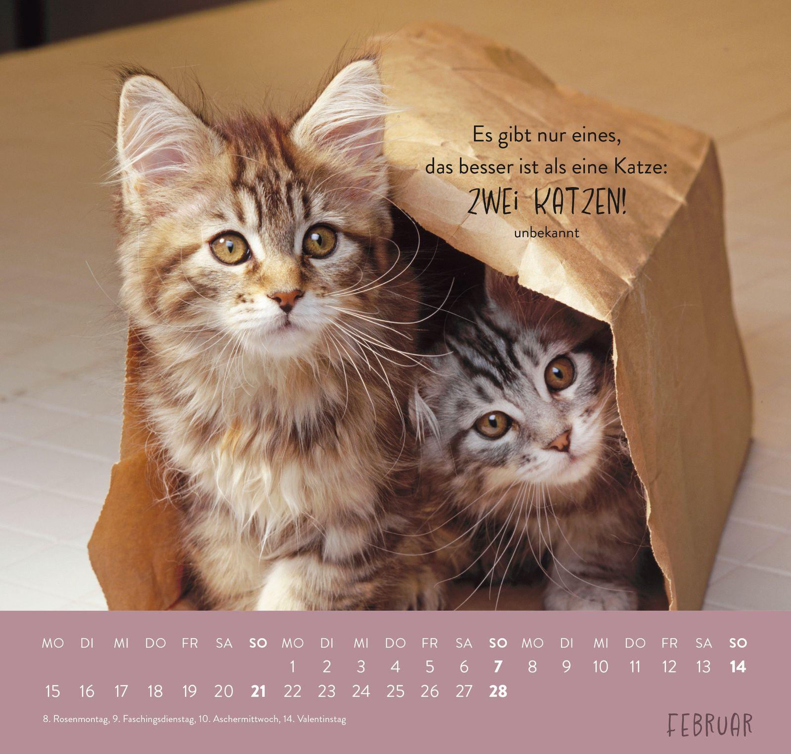 Beispielinhalt (Bild) Wandkalender 2027: Für Katzenfreunde