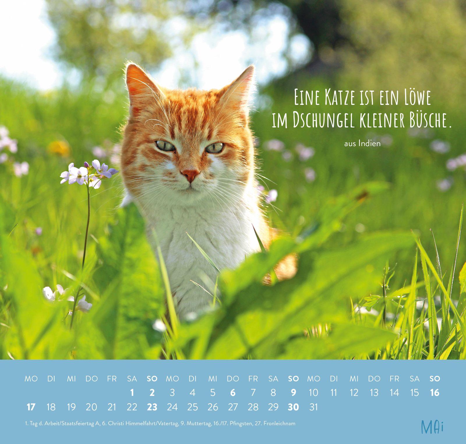 Beispielinhalt (Bild) Wandkalender 2027: Für Katzenfreunde