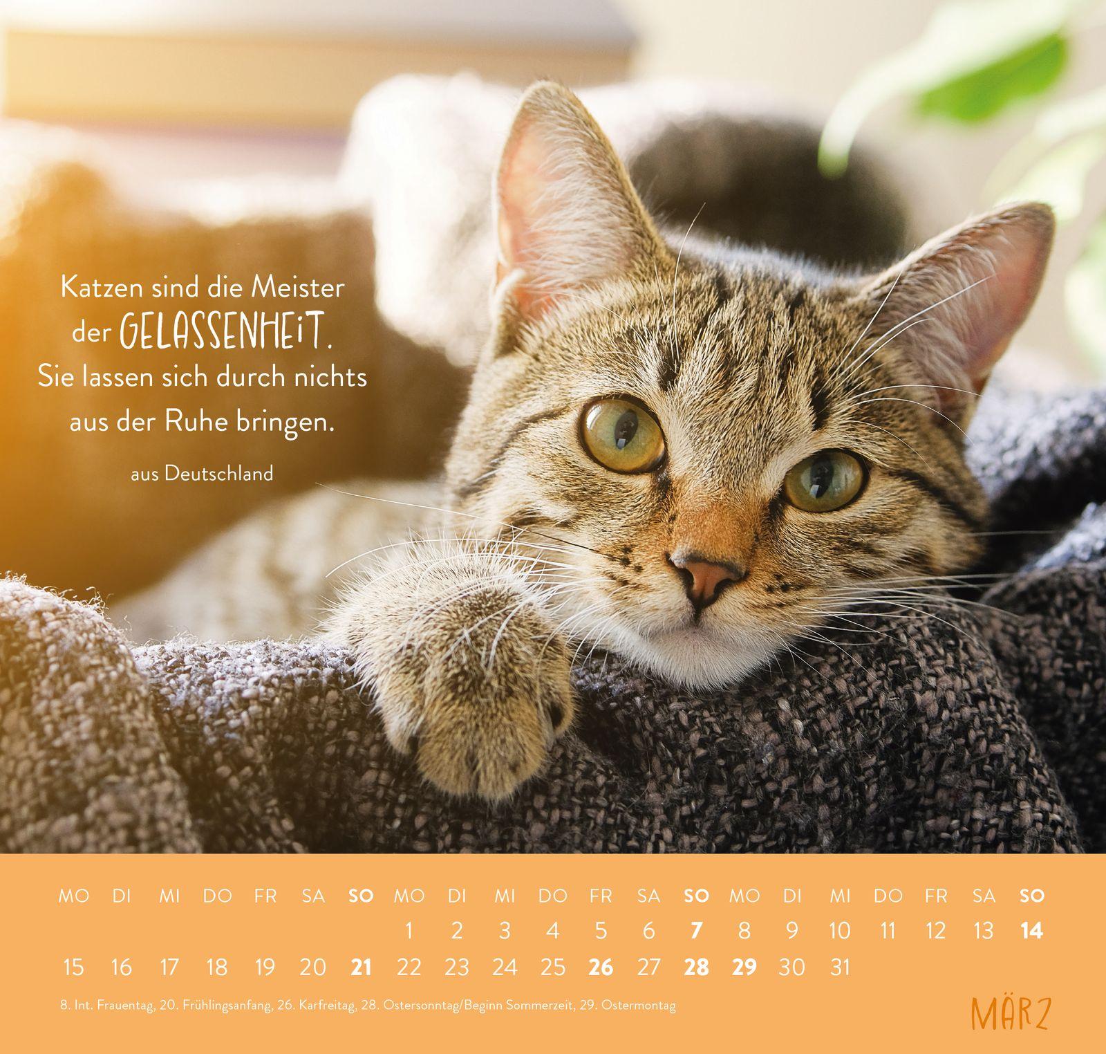 Beispielinhalt (Bild) Wandkalender 2027: Für Katzenfreunde