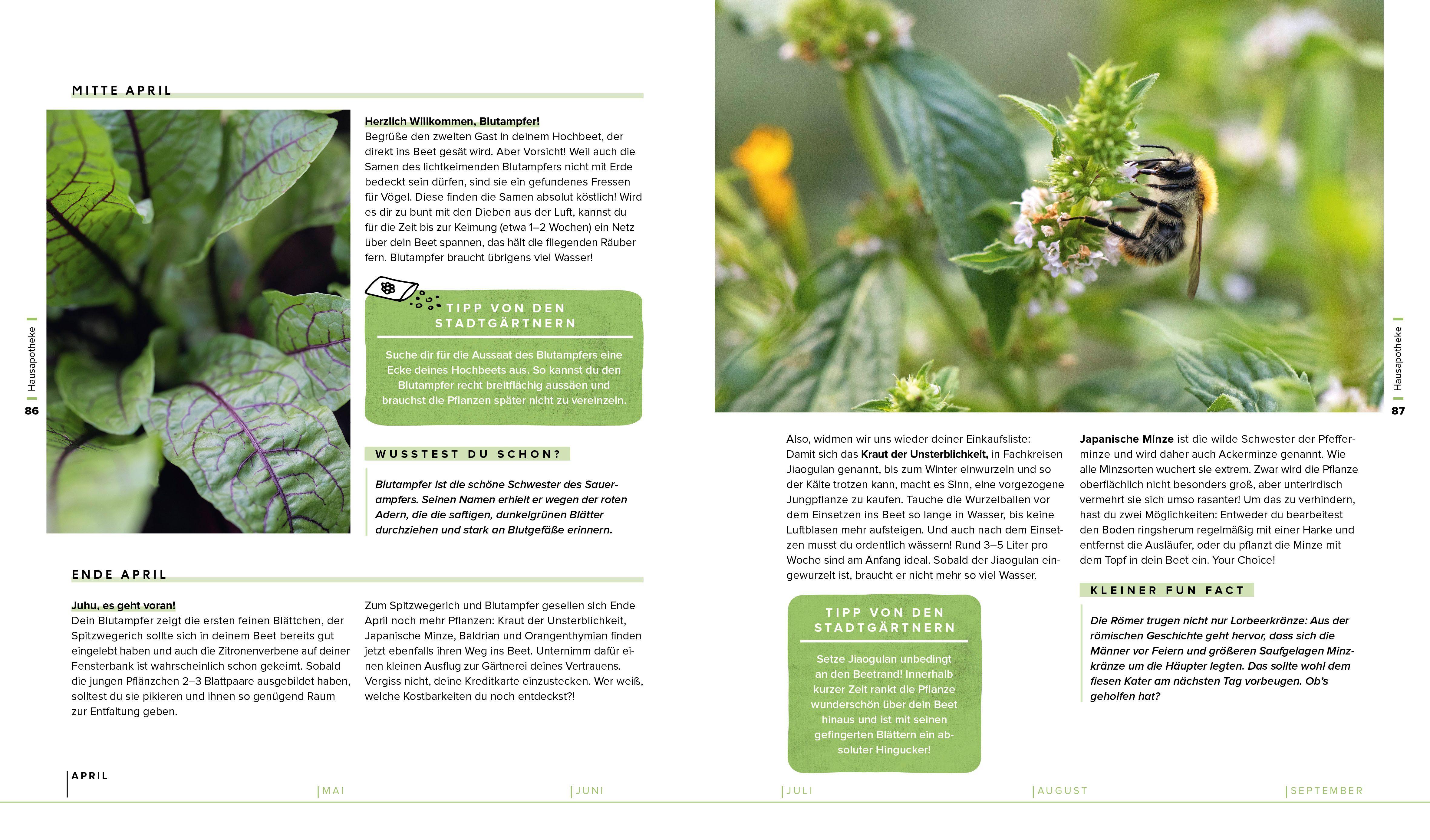 Beispielinhalt (Bild) Garten, Hochbeet, Ernte-Wunder - Drei Bücher im Bundle