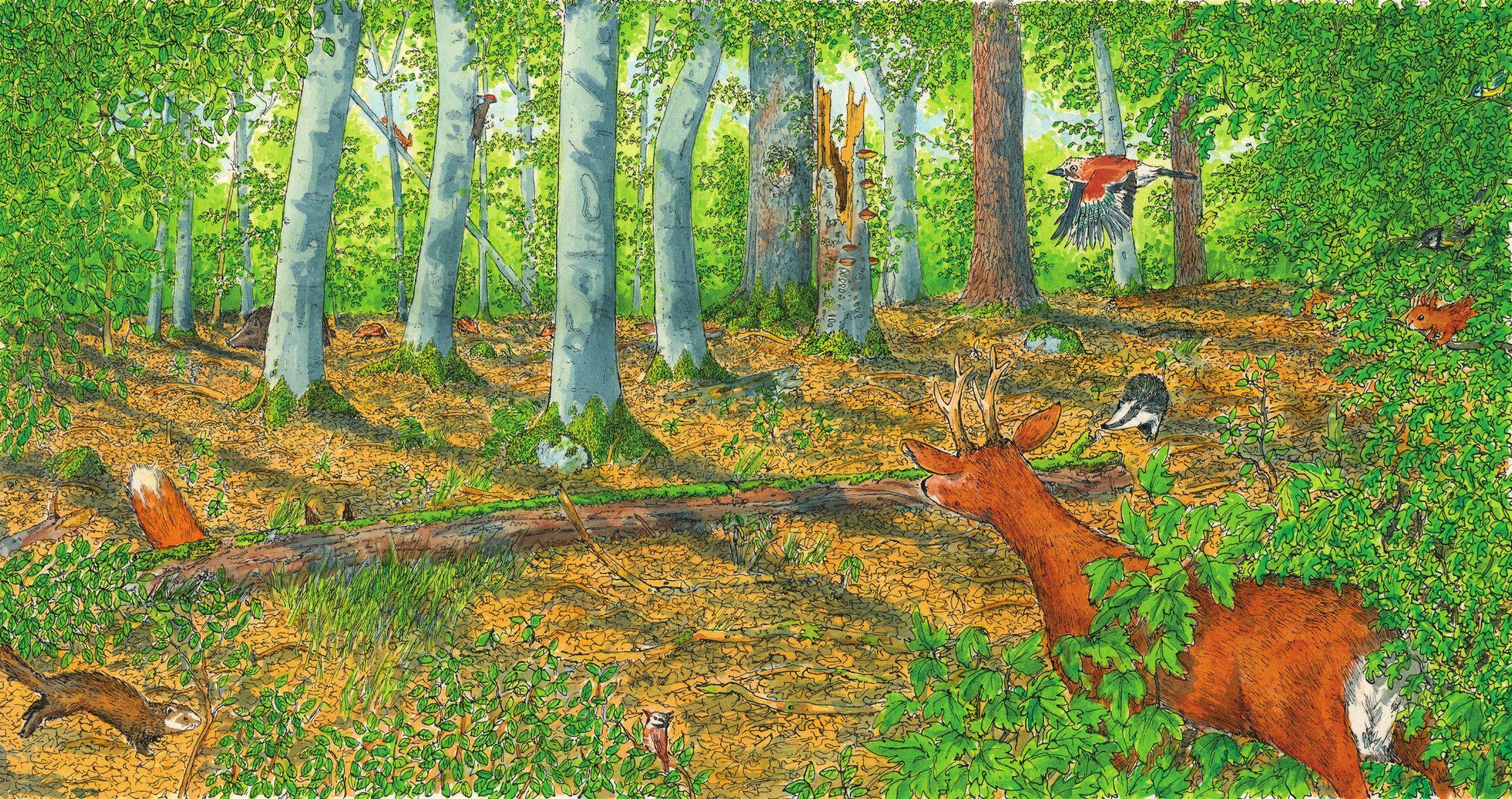 Beispielinhalt (Bild) In den Wald