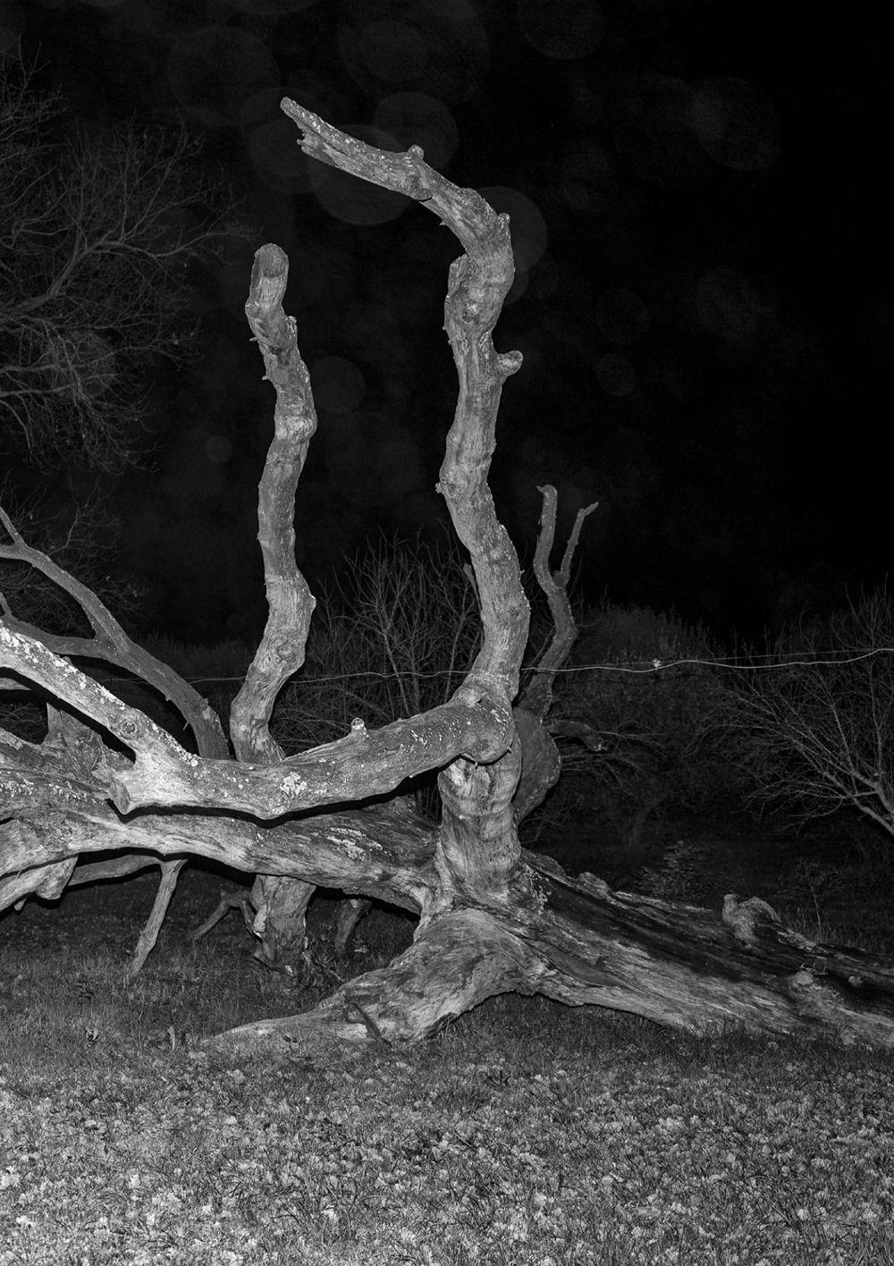 Vorderes Coverbild Pietraia. Ediz. inglese