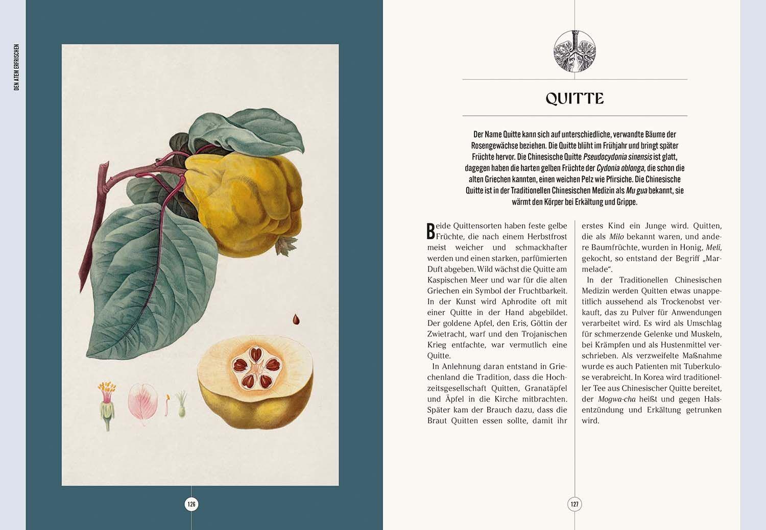 Beispielinhalt (Bild) Der Garten des Apothekers