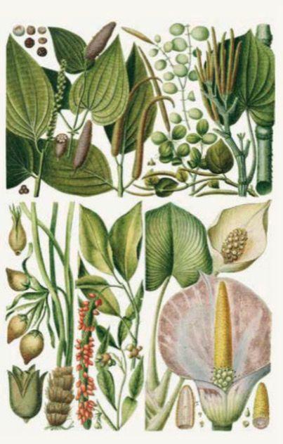 Beispielinhalt (Bild) 100 Blumen