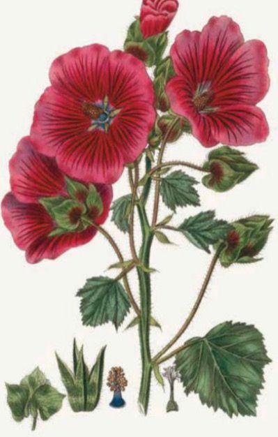 Beispielinhalt (Bild) 100 Blumen