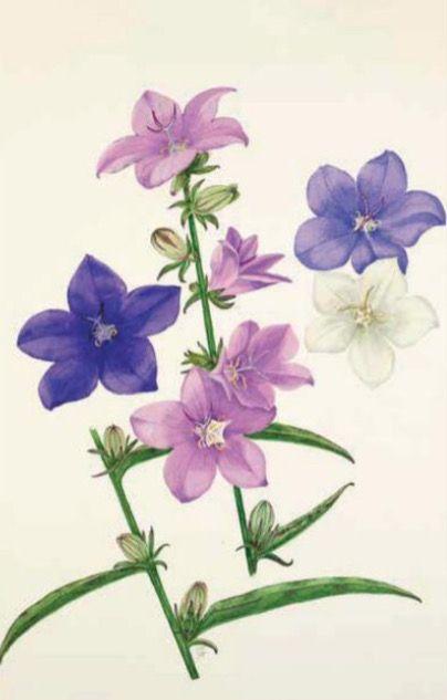 Beispielinhalt (Bild) 100 Blumen