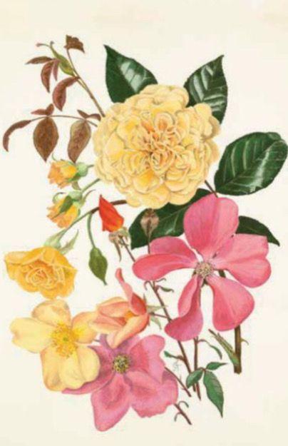 Beispielinhalt (Bild) 100 Blumen