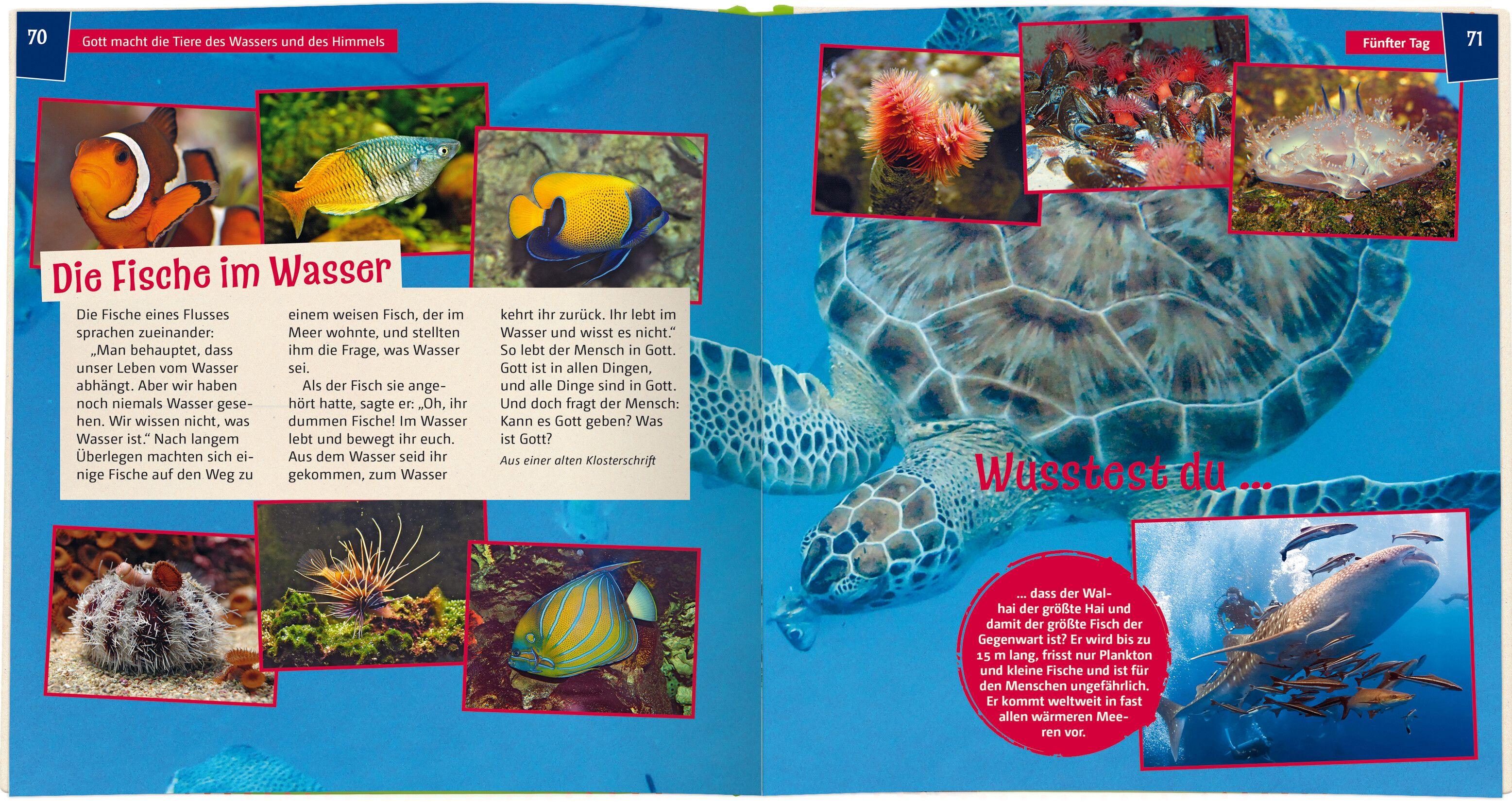 Beispielinhalt (Bild) Wir entdecken die Schöpfung