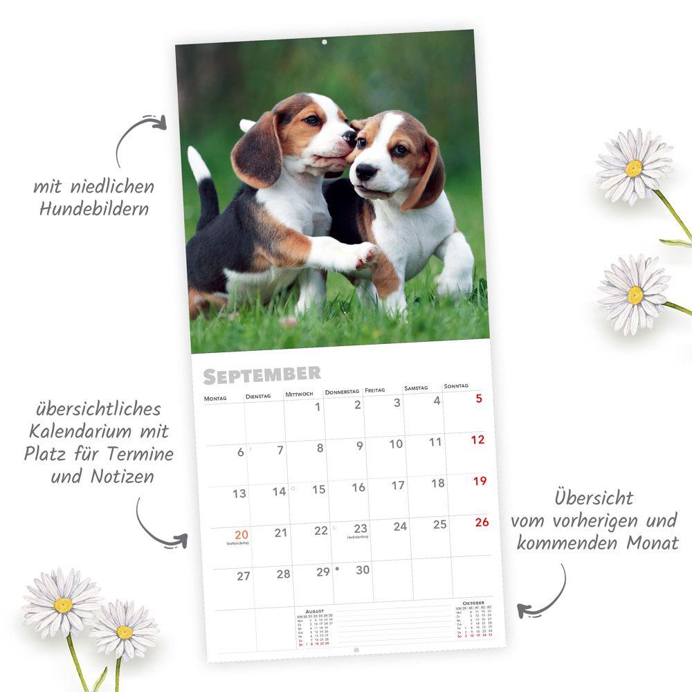 Beispielinhalt (Bild) TRÖTSCH - Broschürenkalender Hunde 2027