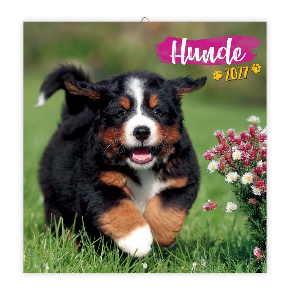 Vorderes Coverbild TRÖTSCH - Broschürenkalender Hunde 2027