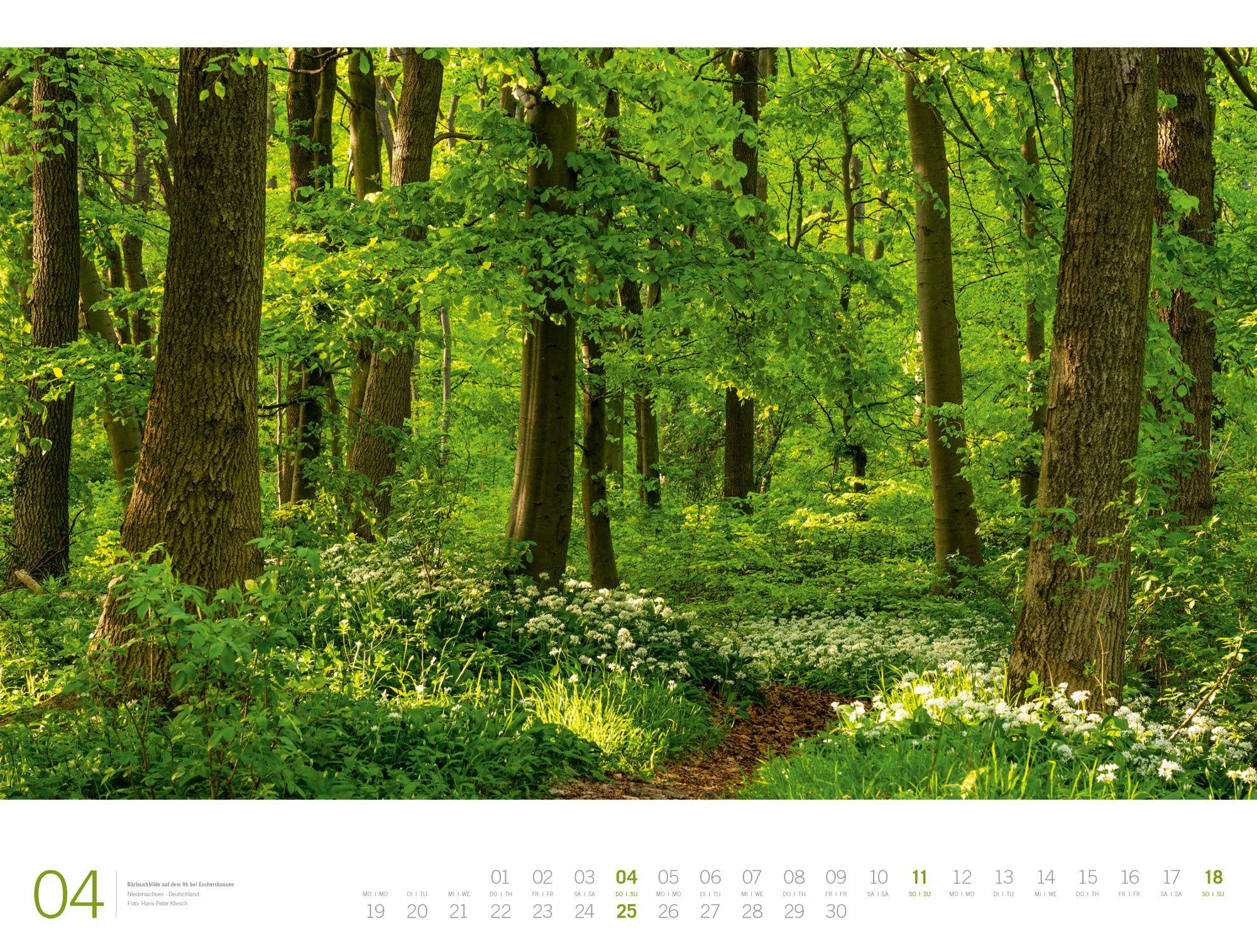 Beispielinhalt (Bild) Wald Gallery Kalender 2027