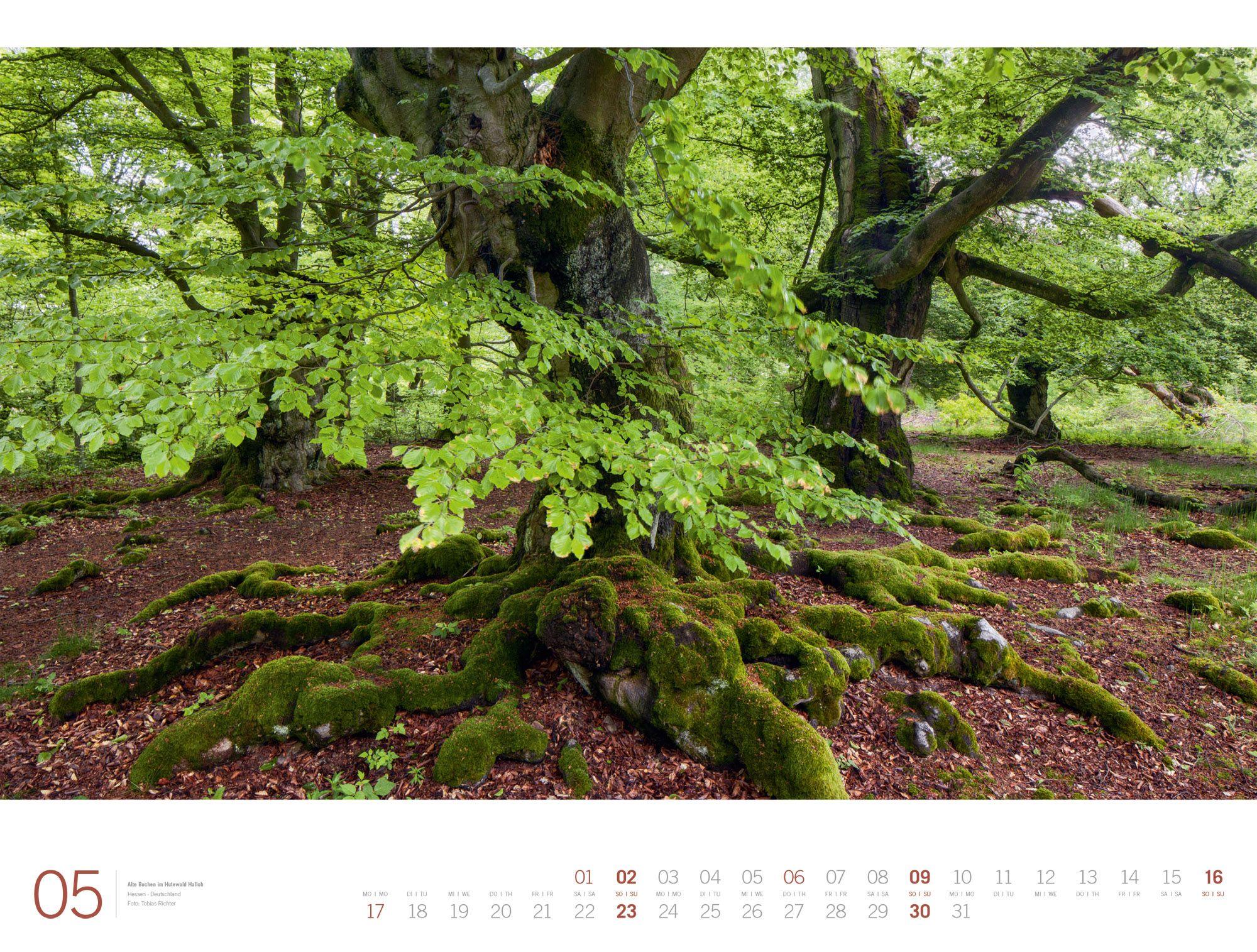 Beispielinhalt (Bild) Wald Gallery Kalender 2027