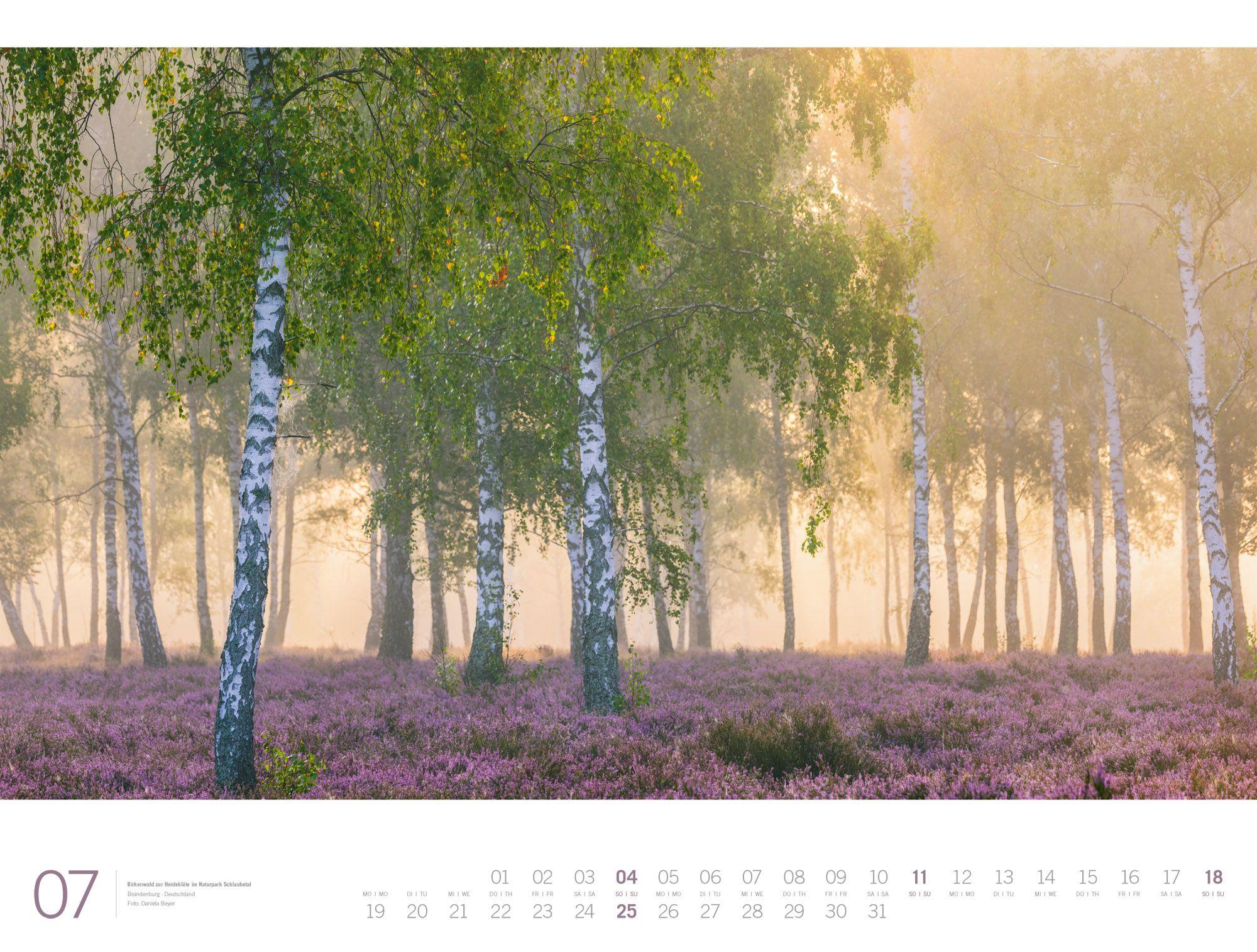 Beispielinhalt (Bild) Wald Gallery Kalender 2027