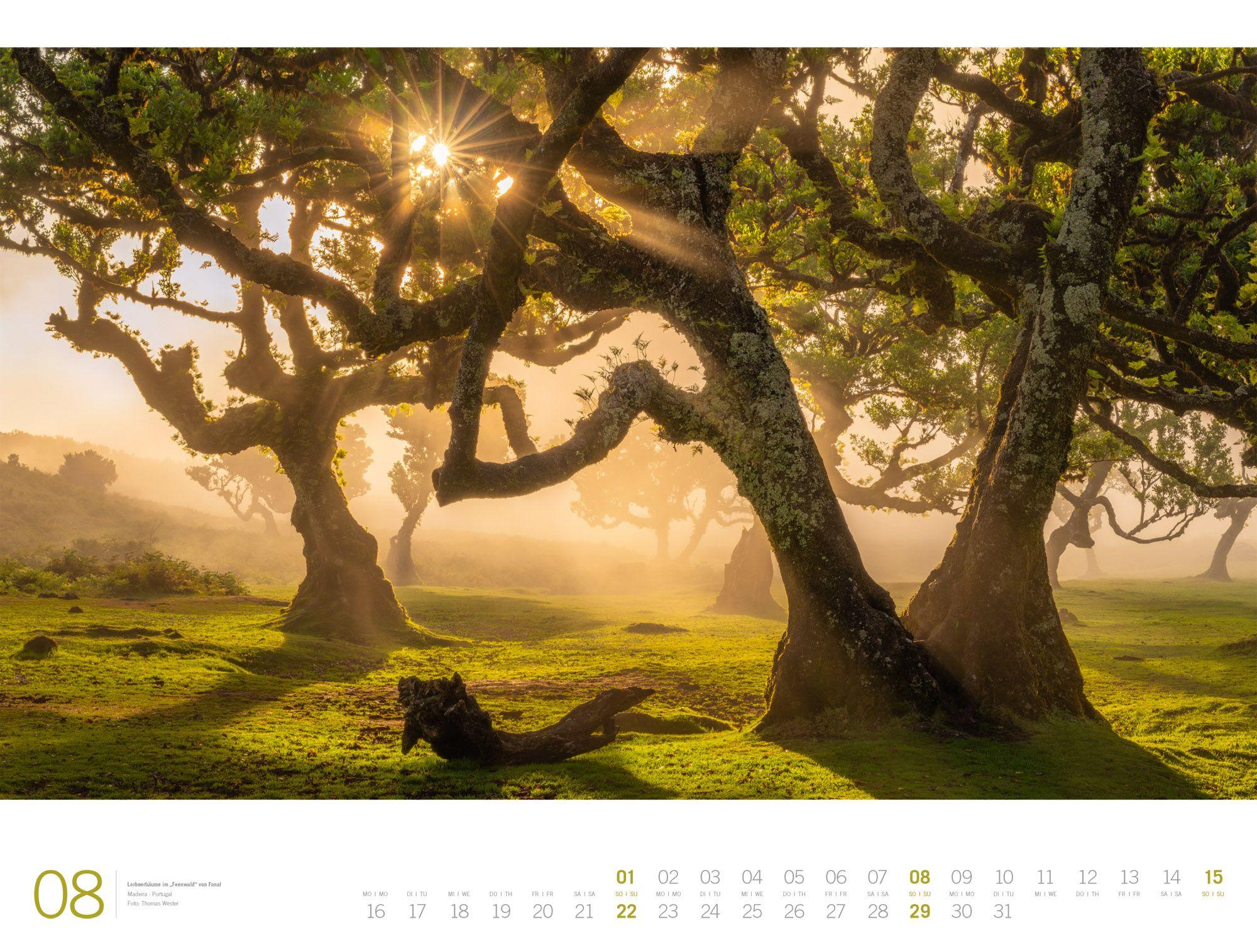 Beispielinhalt (Bild) Wald Gallery Kalender 2027