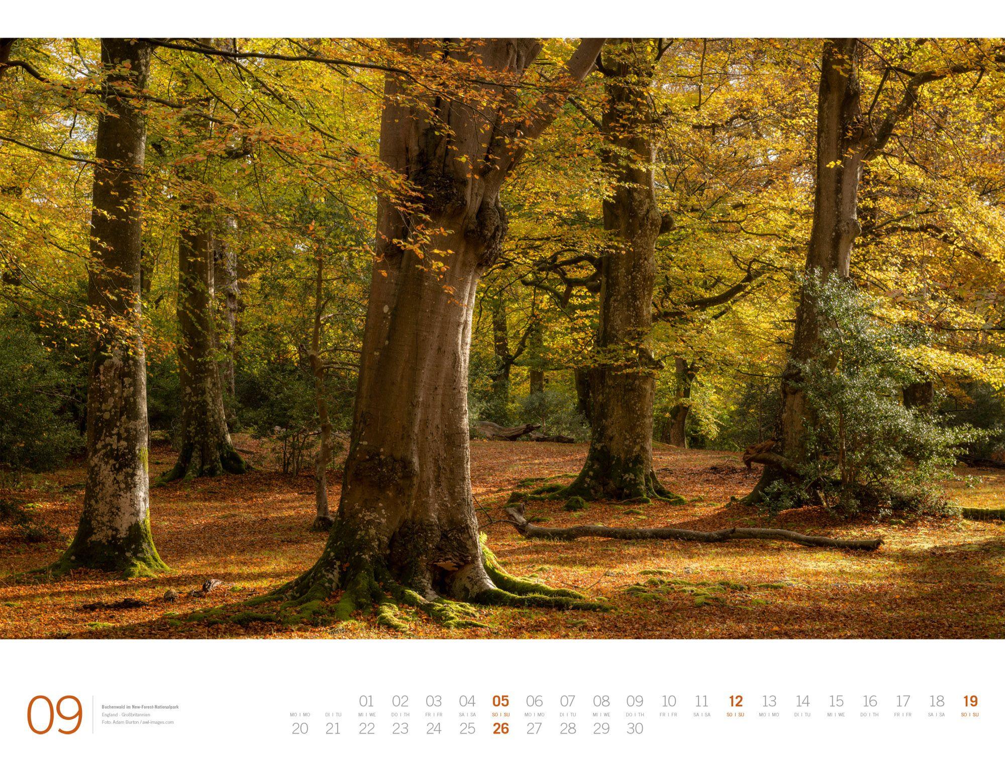 Beispielinhalt (Bild) Wald Gallery Kalender 2027