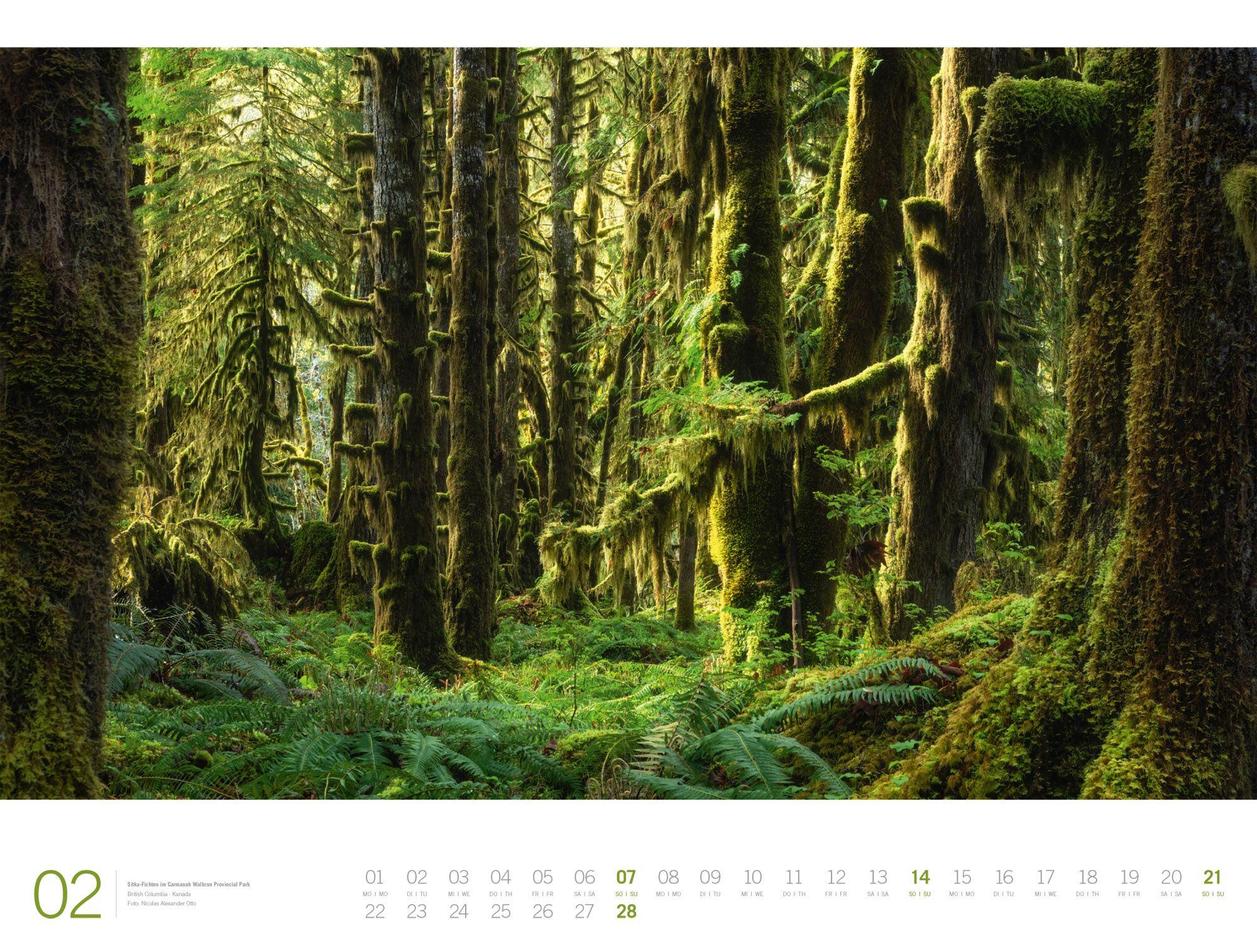 Beispielinhalt (Bild) Wald Gallery Kalender 2027