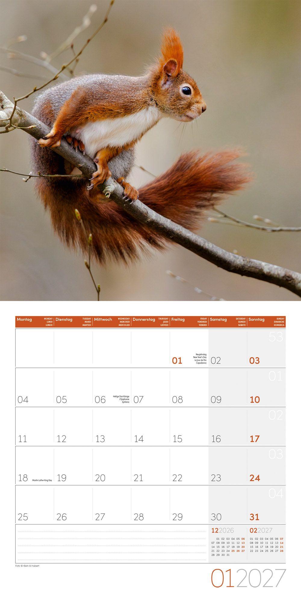 Beispielinhalt (Bild) Eichhörnchen Kalender 2027 - 30x30 - Art12