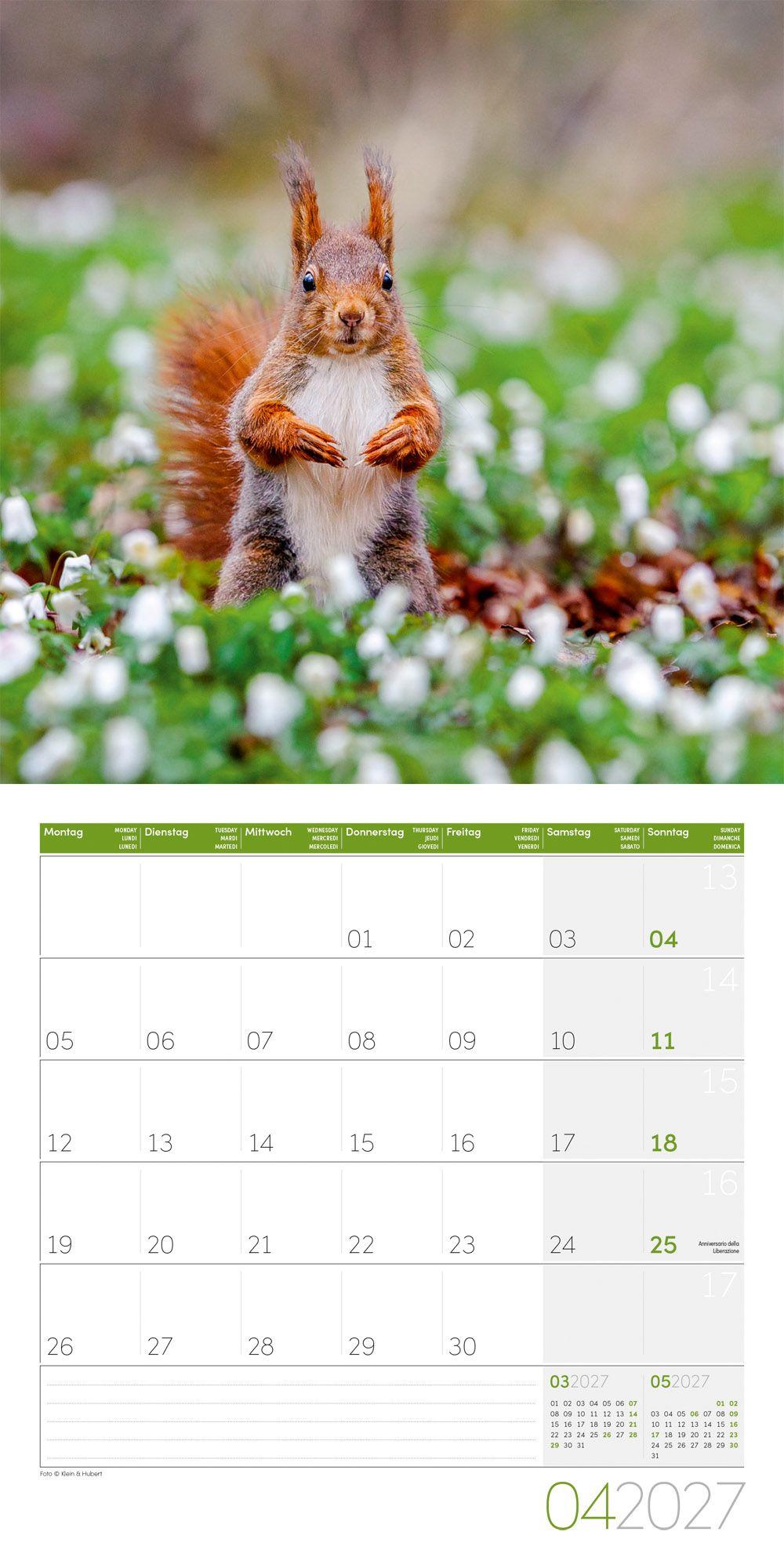 Beispielinhalt (Bild) Eichhörnchen Kalender 2027 - 30x30 - Art12