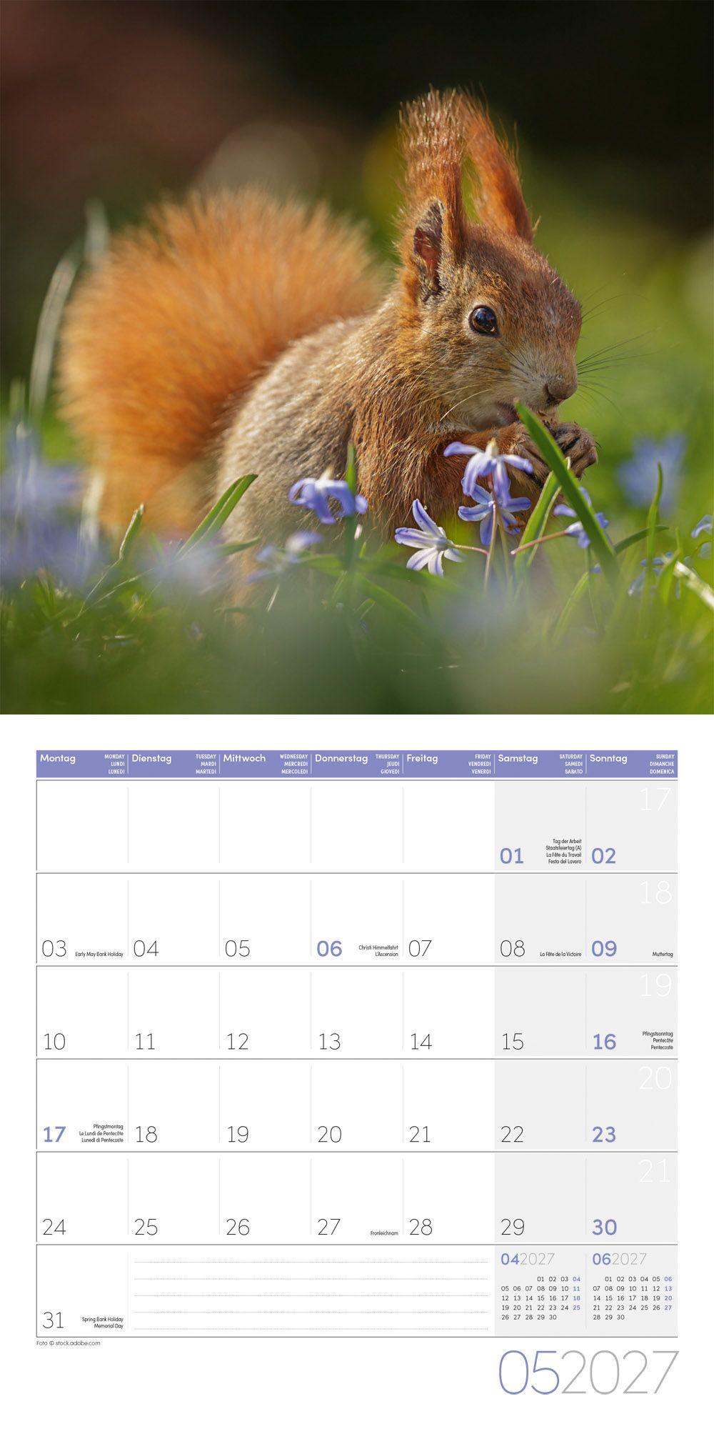 Beispielinhalt (Bild) Eichhörnchen Kalender 2027 - 30x30 - Art12