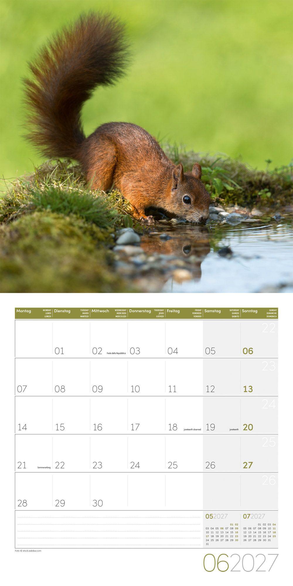 Beispielinhalt (Bild) Eichhörnchen Kalender 2027 - 30x30 - Art12