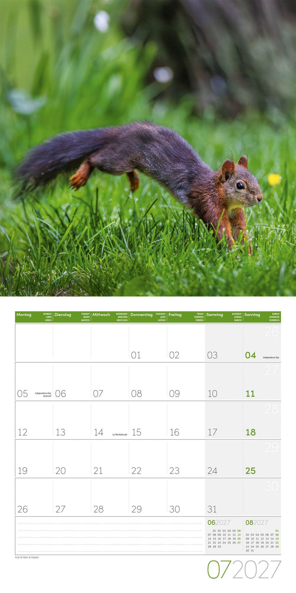 Beispielinhalt (Bild) Eichhörnchen Kalender 2027 - 30x30 - Art12