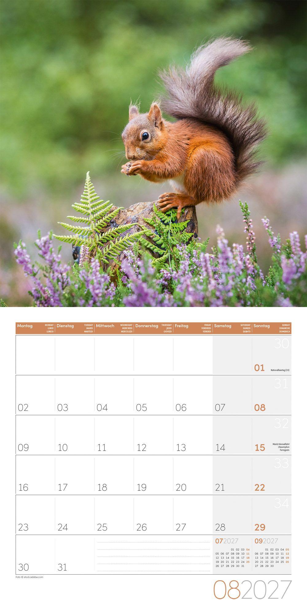 Beispielinhalt (Bild) Eichhörnchen Kalender 2027 - 30x30 - Art12