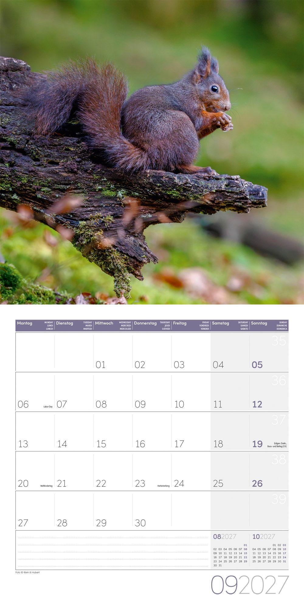 Beispielinhalt (Bild) Eichhörnchen Kalender 2027 - 30x30 - Art12