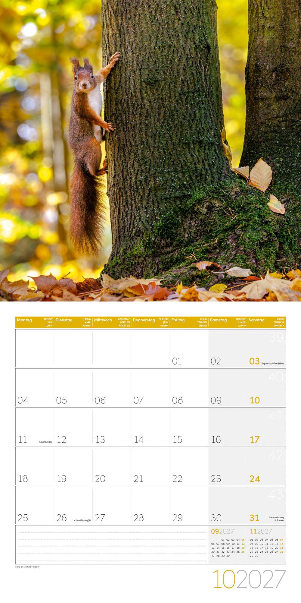 Beispielinhalt (Bild) Eichhörnchen Kalender 2027 - 30x30 - Art12